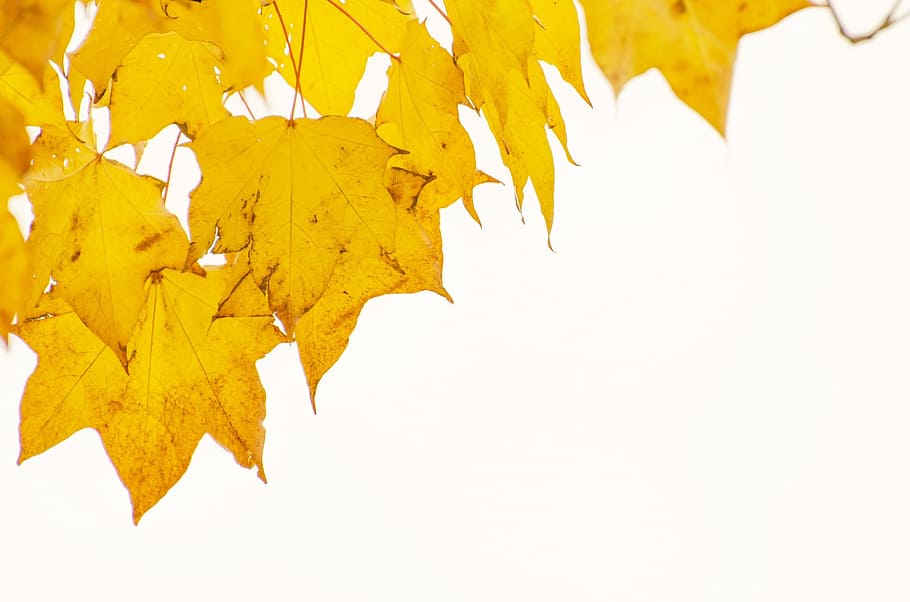 brown maple leaves, autumn, tree, trees, leaf, branches, yellow HD wallpaper
