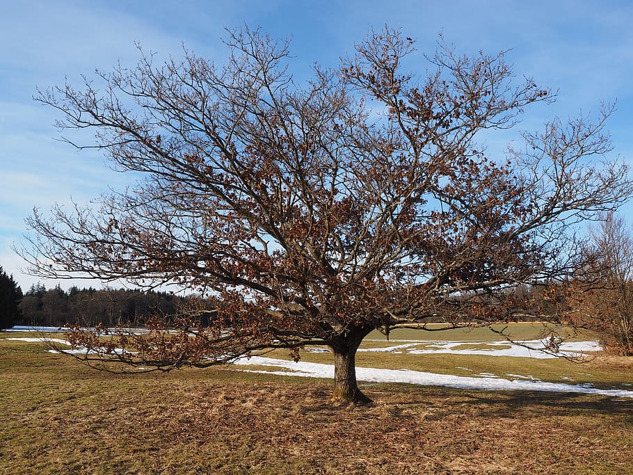 Tree, Oak, Old, gnarled, haunting, branches, aesthetic, crown HD wallpaper
