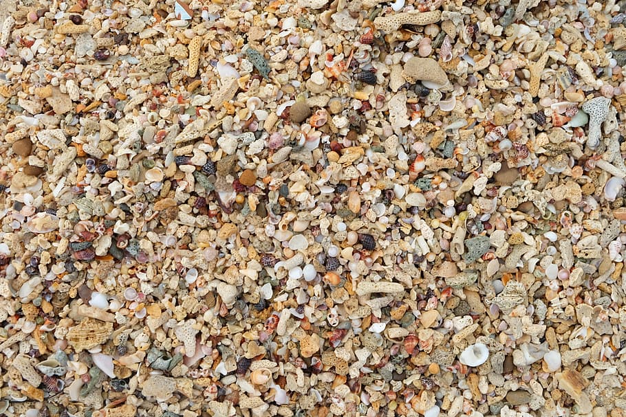 shell, sea, sea shells, marine, seashell, beach, vacation, life HD wallpaper
