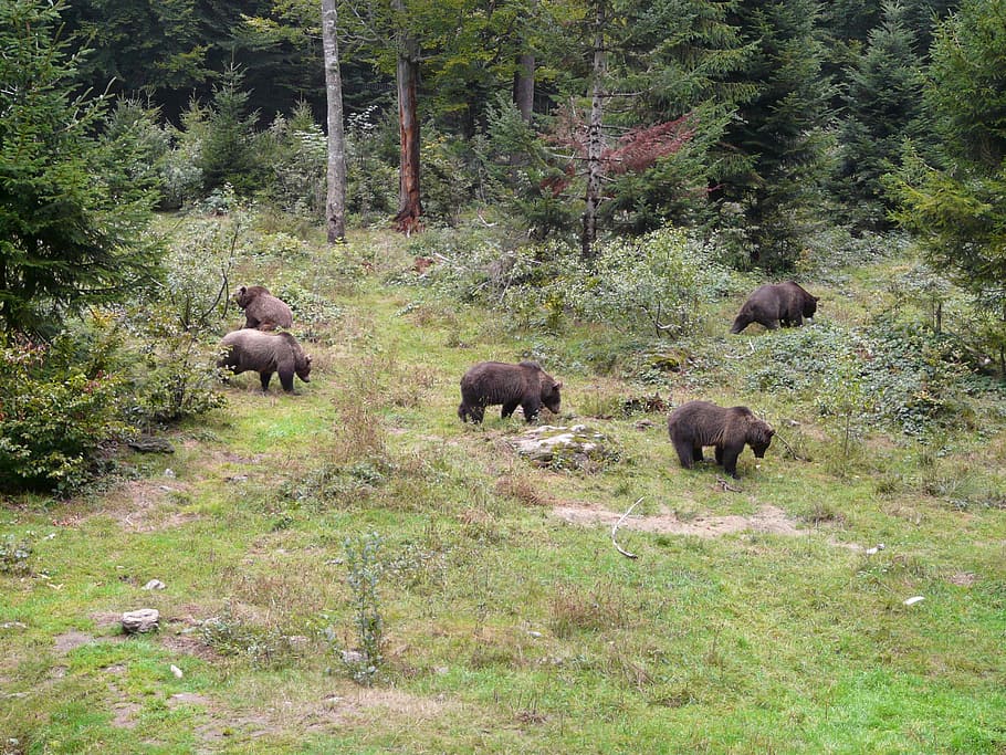 Brown Bear, Forest, Eat, Fluffy, food, nature, mammal, animal HD wallpaper