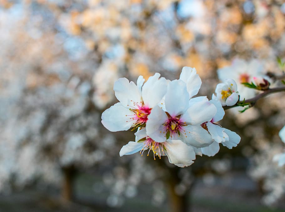 closeup photo of white petaled flowers, white petaled flowers HD wallpaper