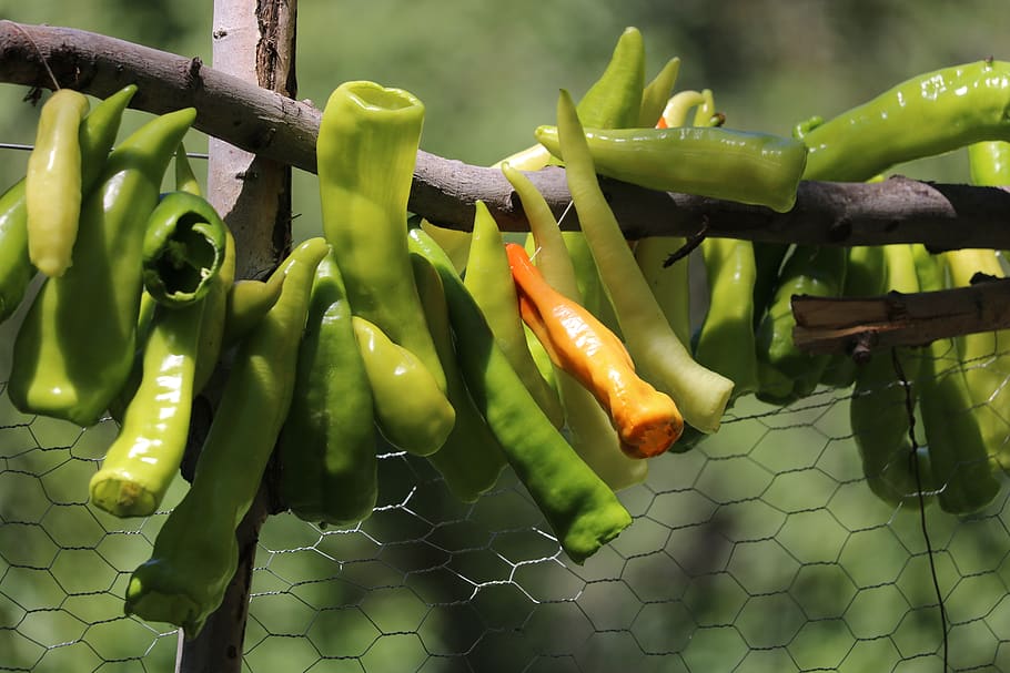 pepper, green, tree, green color, food, food and drink, vegetable HD wallpaper