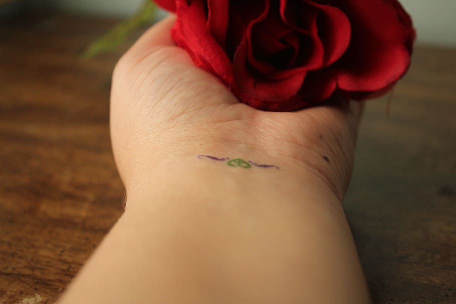 rosa, red, red rose, hand, nature, flowers, human body part HD wallpaper