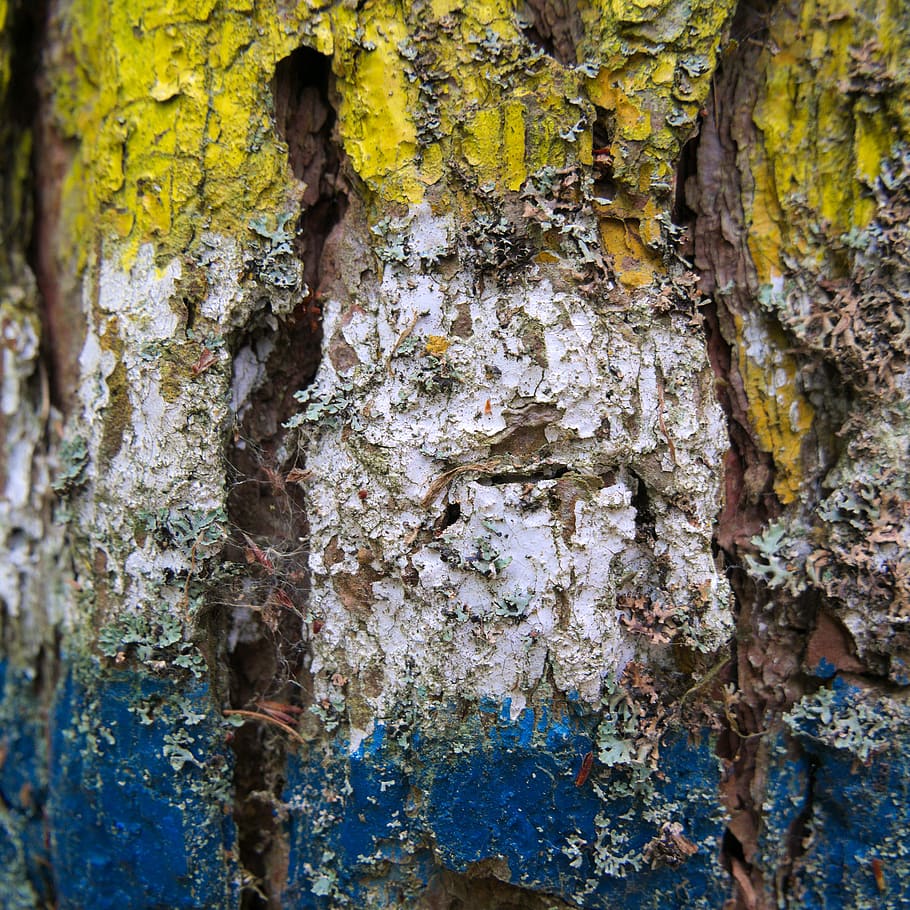 signpost, directory, mark, forest, tree, blue, white, yellow HD wallpaper