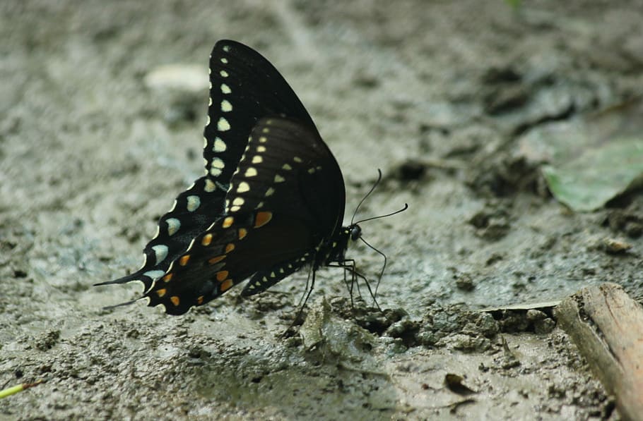 Butterfly, Bug, Insect, Nature, Biology, life, wildlife, natural HD wallpaper
