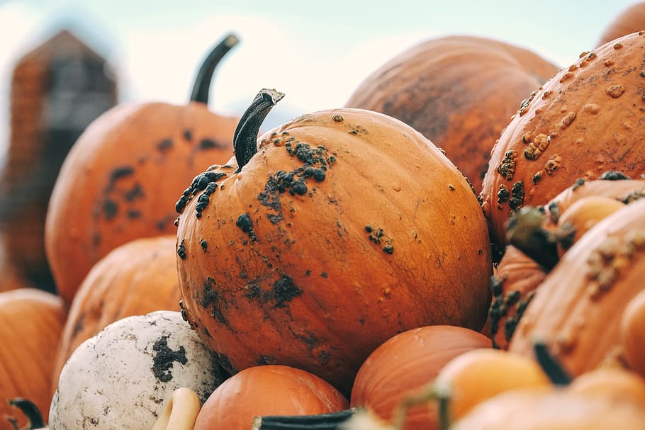 pumpkin, color, orange, squash, vegetable, food and drink, freshness HD wallpaper