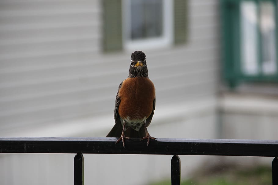 bird, robin, wildlife, perched, one animal, animal themes, animal wildlife HD wallpaper