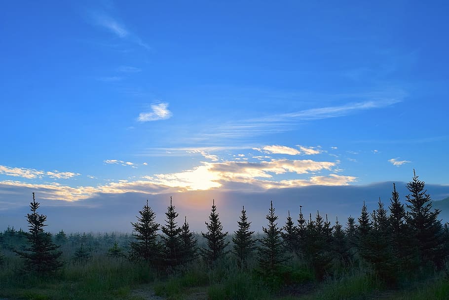 Sunrise, Field, Mist, Pine Trees, morning, landscape, nature HD wallpaper