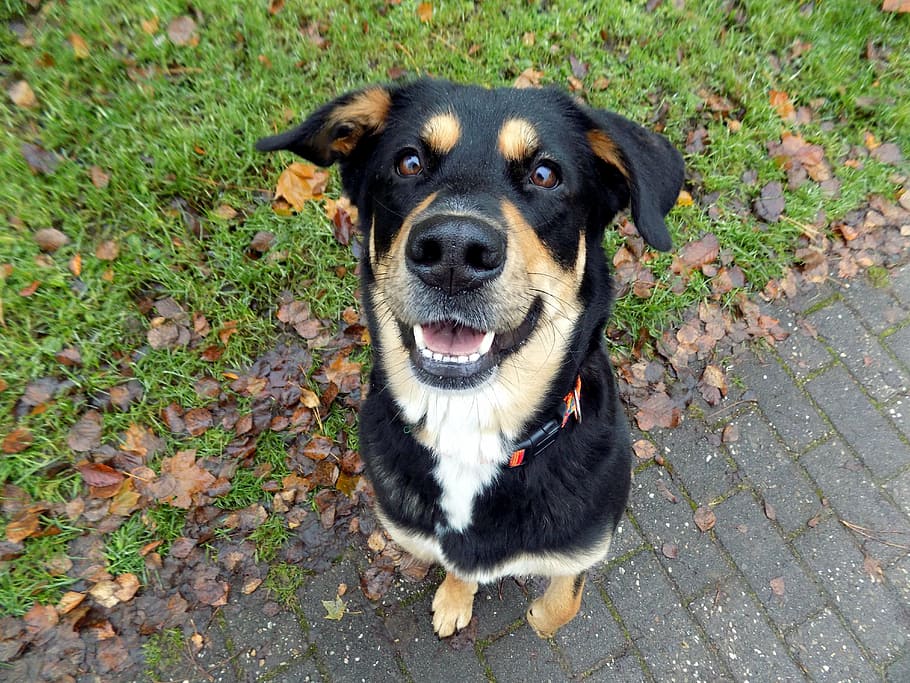 dog, pet, friendly, black, female, hybrid, pretty, one animal HD wallpaper