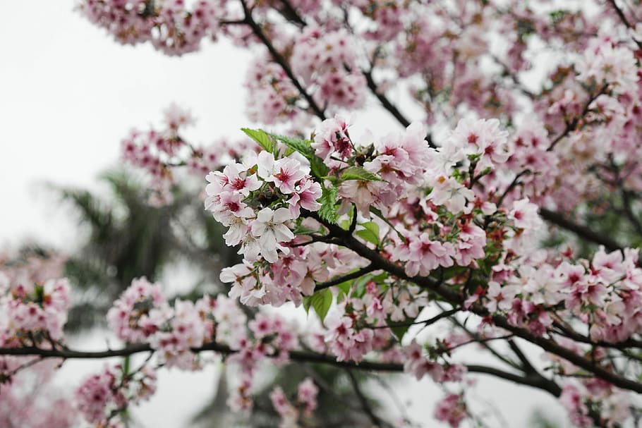 cherry blossom tree in selective focus photography, white and pink cherry blossoms HD wallpaper