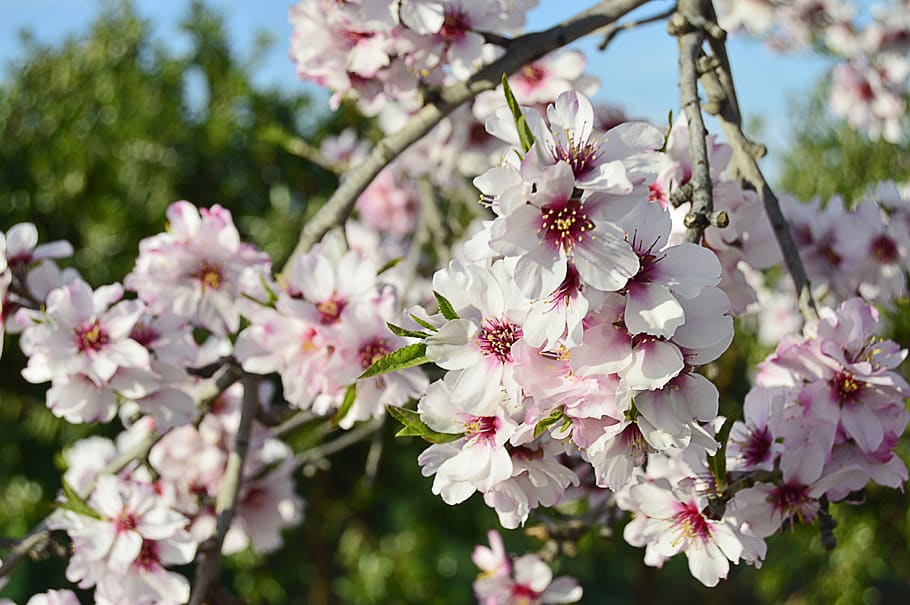 almond flowers, flowery branch, flowering almond trees, spring