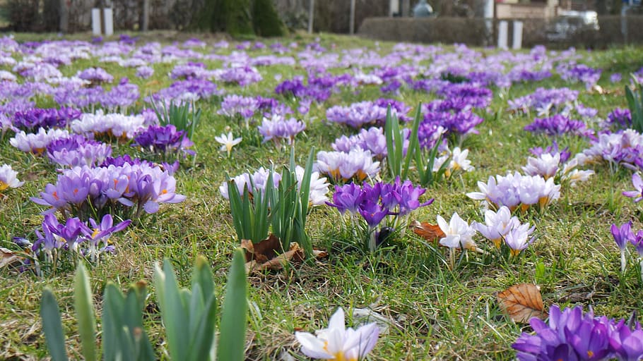 flower, nature, flora, blooming, springtime, flowering plant HD wallpaper