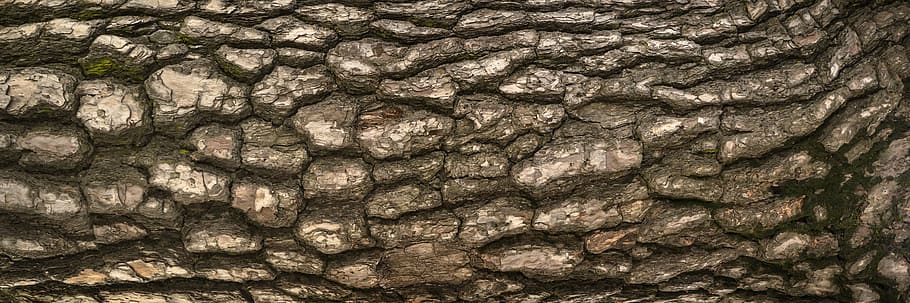 brown tree log, wood, texture, bark, plants, nature, pattern, HD wallpaper