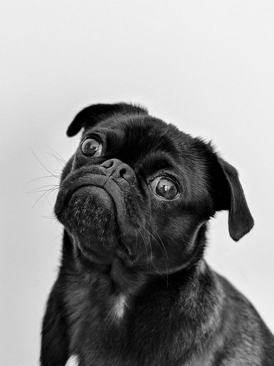 close up photography of black pug, dog, puppy, animal, pet, canine