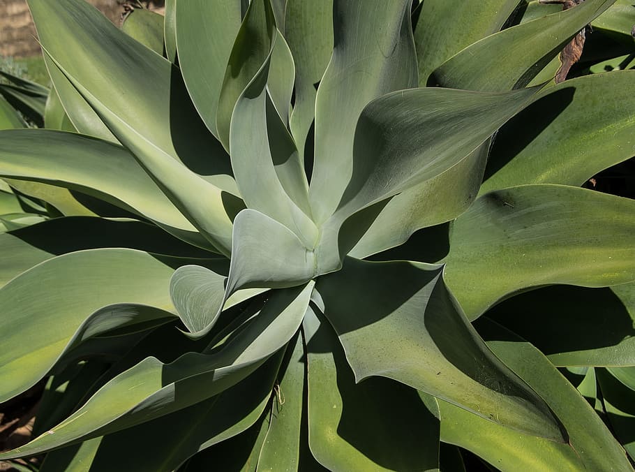 succulent, green, spikes, pattern, foliage, garden, australia HD wallpaper