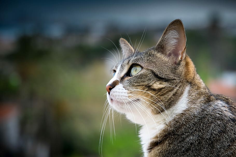 cat, nature, fur, eye, look, animal themes, one animal, feline HD wallpaper