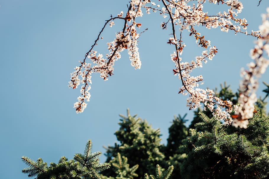 bloom, blooming, blossom, flora, flowers, nature, outdoors HD wallpaper