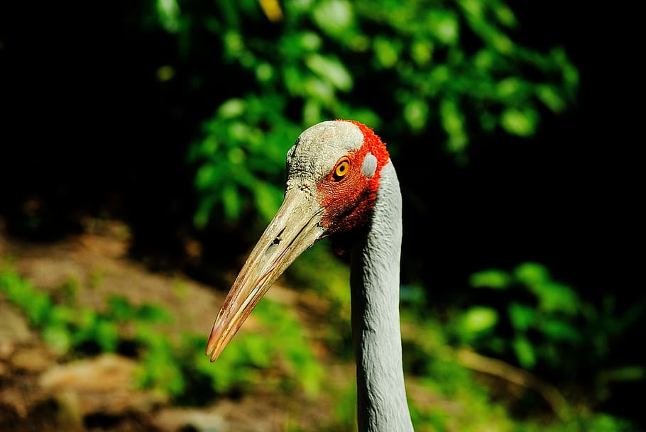 HD wallpaper: brolga | Wallpaper Flare