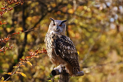 brown owl standing on branch, bird, feather, cute, plumage HD wallpaper