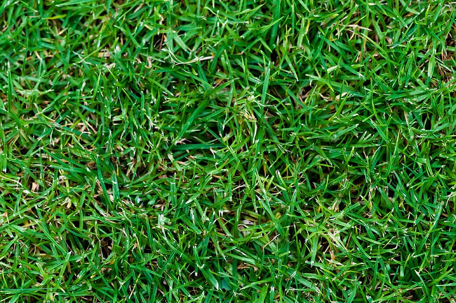 green grasses, texture, pattern, nature, spring, field, fresh HD wallpaper