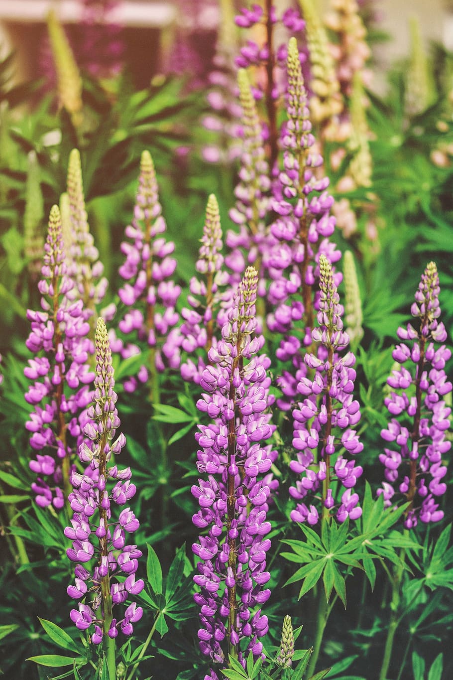 meadow, lupines, sunlight, nature, summer, floral, plant, blossom HD wallpaper