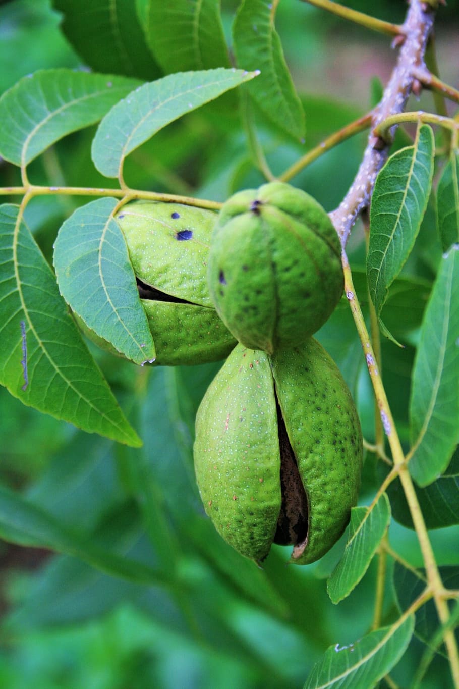 nut, pecan, shell, green, maturing, opening, fruit, plant part HD wallpaper