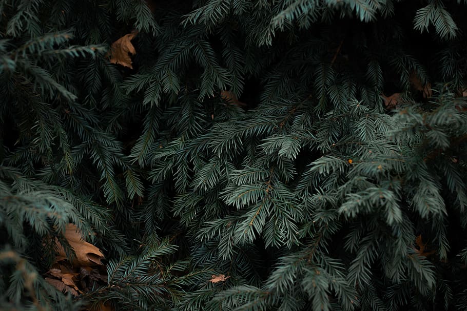 green acorn tree, close up photo of green pine tree, forest, pine needle HD wallpaper