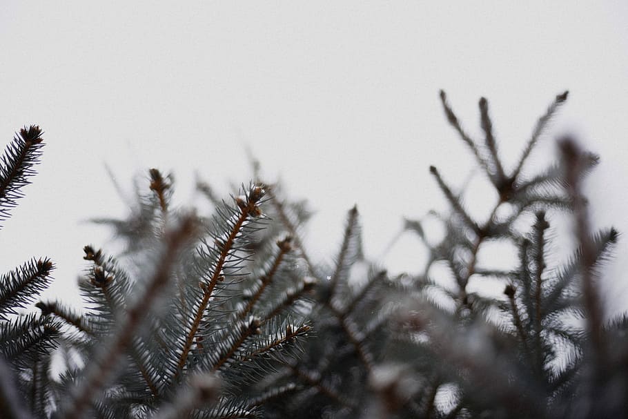 black withered tree, brown plants during daytime, pine, winter HD wallpaper