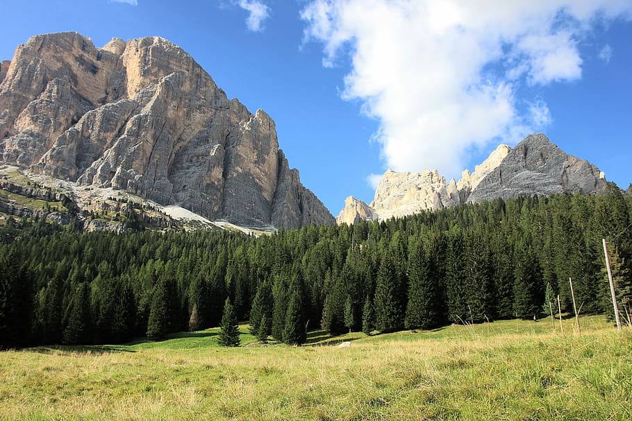 pine trees beside rocky mountain at daytime nature photography HD wallpaper