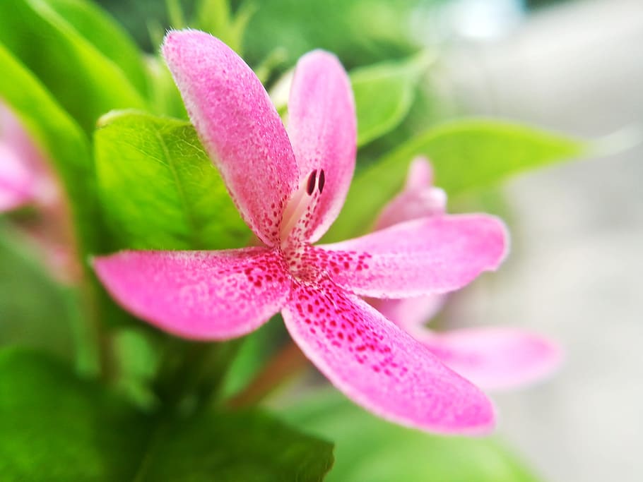 flowers, pollen, pink, flowering plant, freshness, close-up HD wallpaper