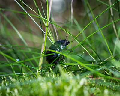 beetle, dung beetle, moss, grass, meadow, climb, forest, green HD wallpaper