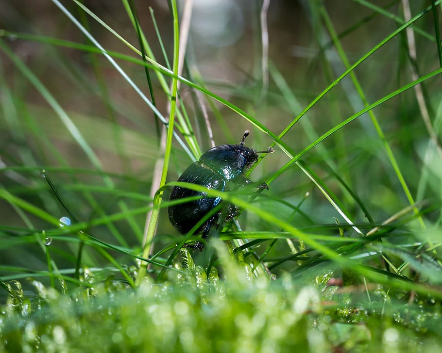 beetle, dung beetle, moss, grass, meadow, climb, forest, green HD wallpaper