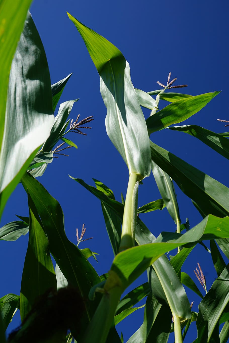 corn, plant, green, sky, quantities, field, harvest, summer HD wallpaper