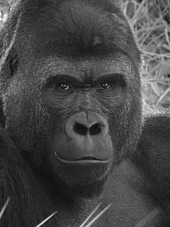 close-up and grayscale photo of gorilla, primate, ape, monkey HD wallpaper