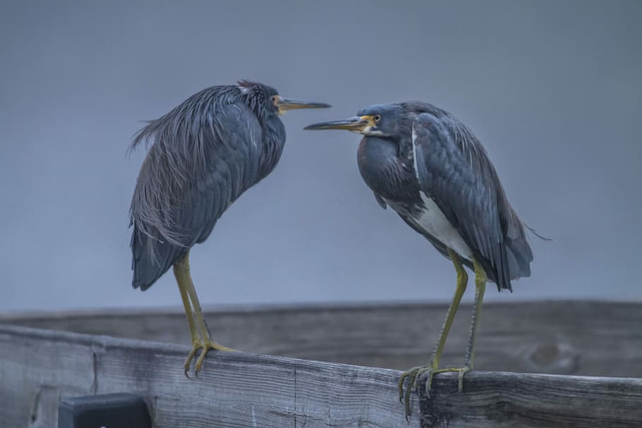 two gray birds, two blue and yellow birds standing on gray concrete HD wallpaper