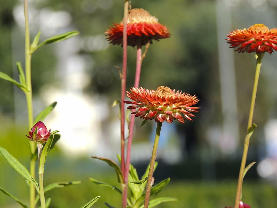 flower, red, blossom, bloom, italicum, macro, flowering plant HD wallpaper