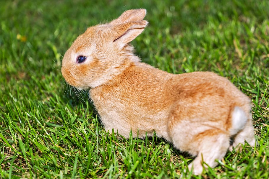 brown rabbit on green grassfield, bunny, pet, pets, animals HD wallpaper
