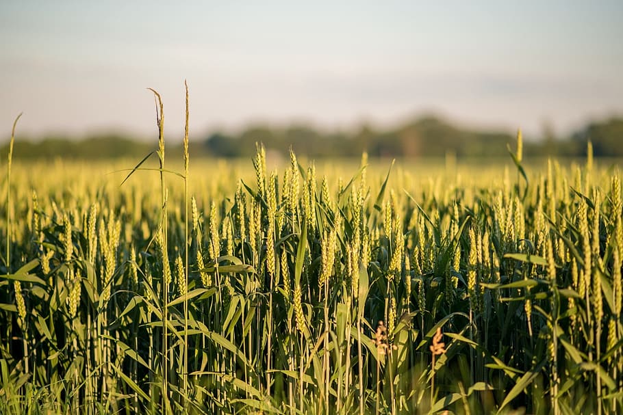 grain, gold, sun, sunset, nature, light, life, cobs, field HD wallpaper
