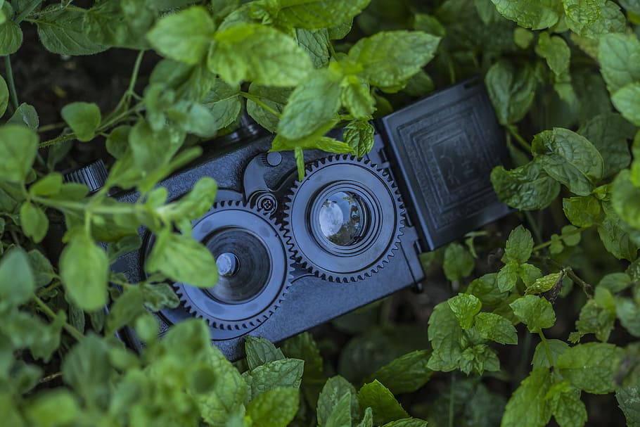 camera, mint, toy, plastic, green, photograph, mint leaf, plant part HD wallpaper