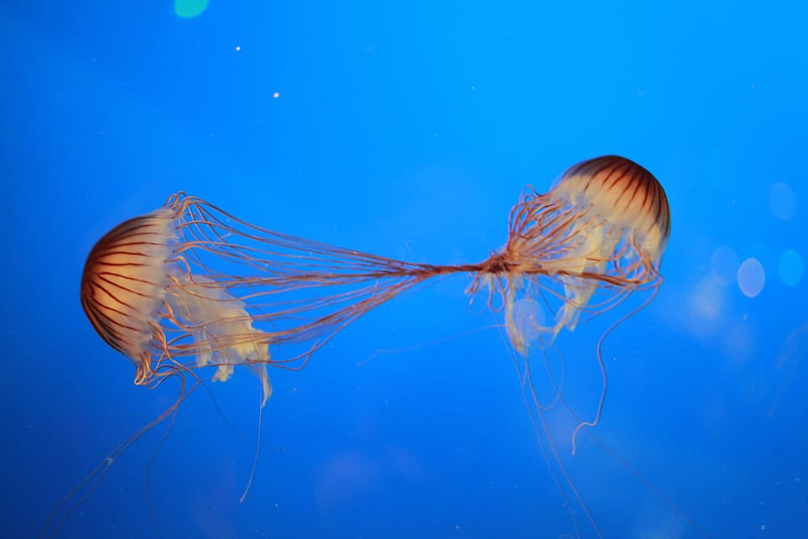 jellyfish, ocean, creatures, sting, sea, underwater, animal HD wallpaper