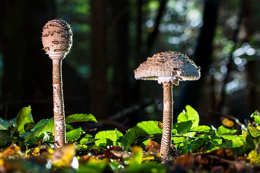 selective focus photography of two gray mushrooms, schirmling, HD wallpaper