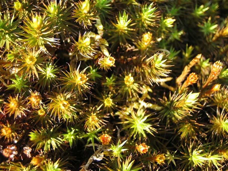 moss, nature, green, close, finland, growth, plant, no people HD wallpaper