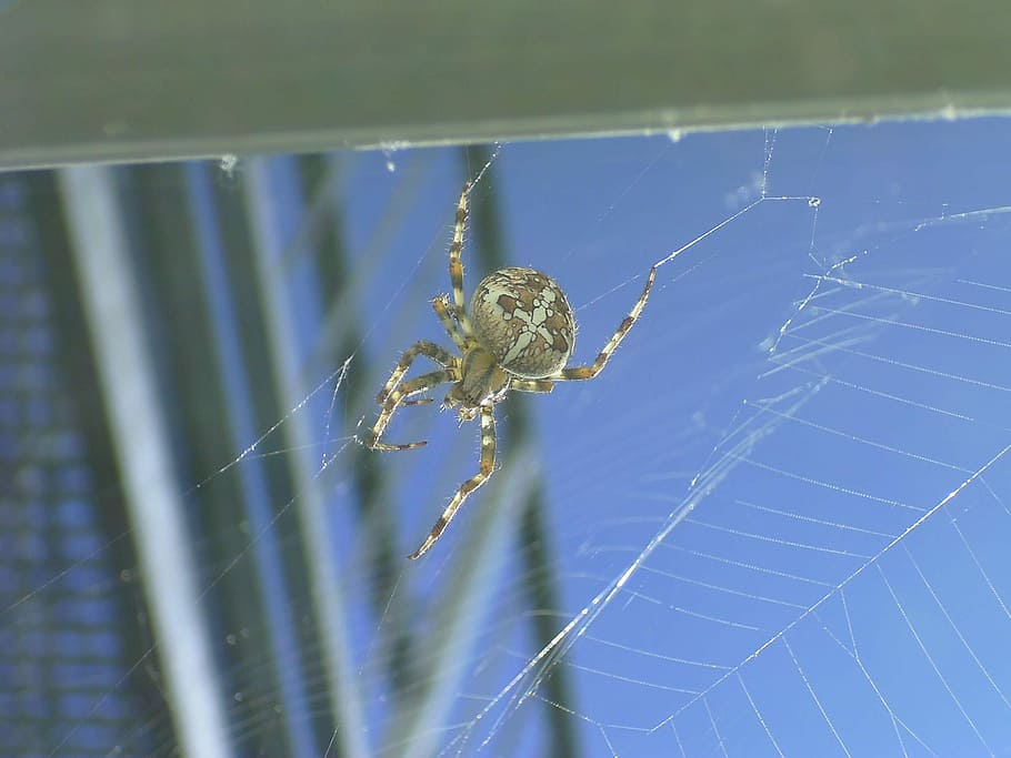 Spider, Nature, Insect, Cobweb, Close, network, garden spider HD wallpaper