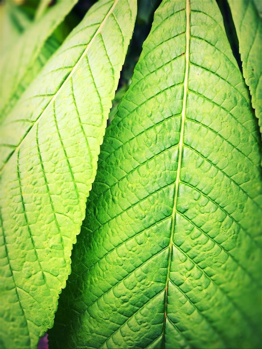 Leaves, Green, Backwards, leaf, green color, freshness, close-up HD wallpaper