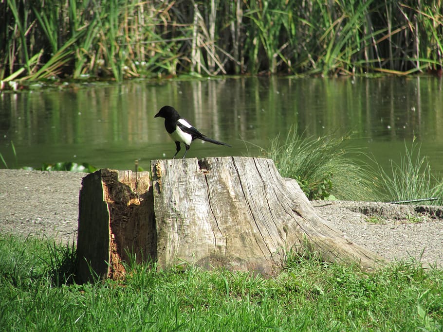 magpie, lake, tree, animal, animal themes, bird, animals in the wild HD wallpaper