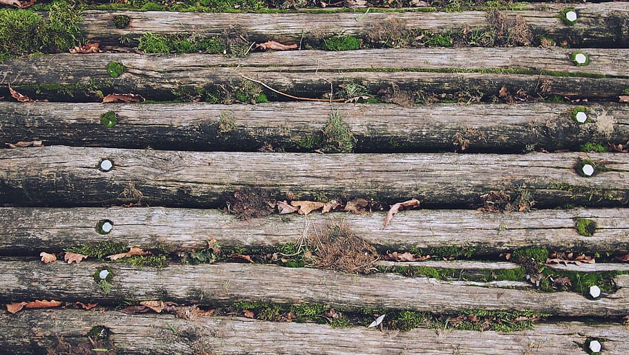 shallow focus photo of tree log trailings, black, brown, grass HD wallpaper