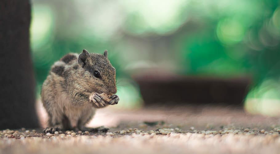 shallow focus photography of eating squirrel, focus photo of a squirrel HD wallpaper