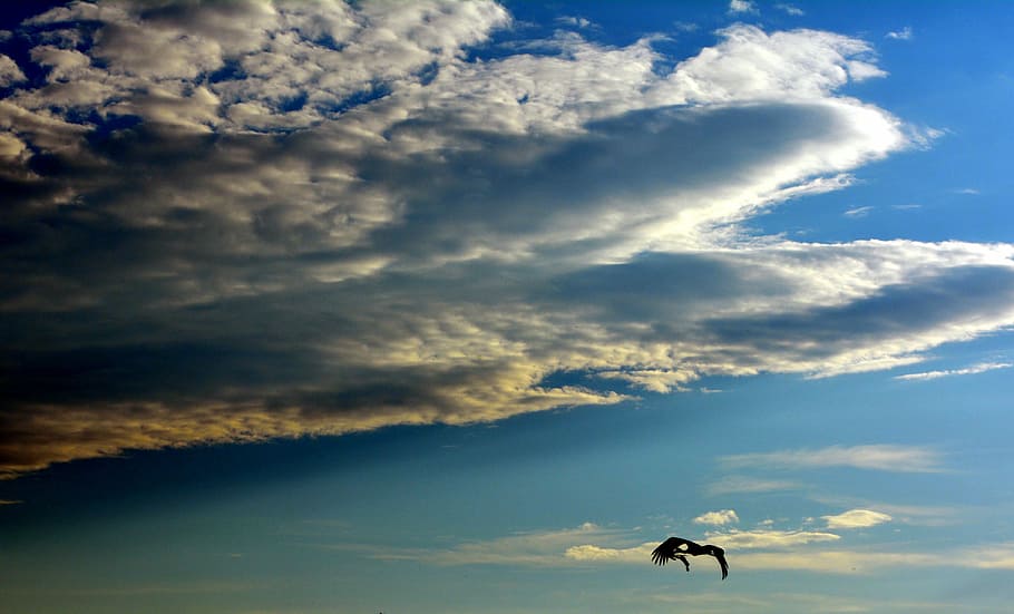 Cloud, Sun, Birds, sky, blue, cloud - sky, animal themes, one animal HD wallpaper