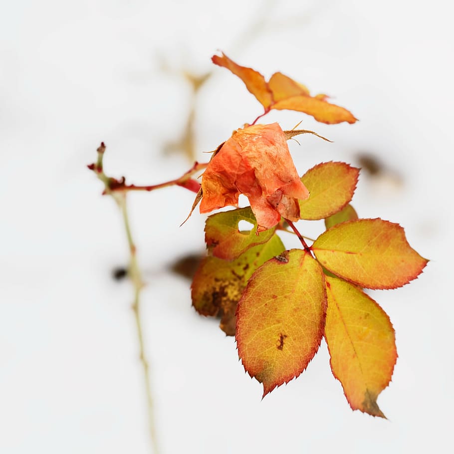 pink withered rose, tree, leaves, yellow, orange, autumn, nature HD wallpaper