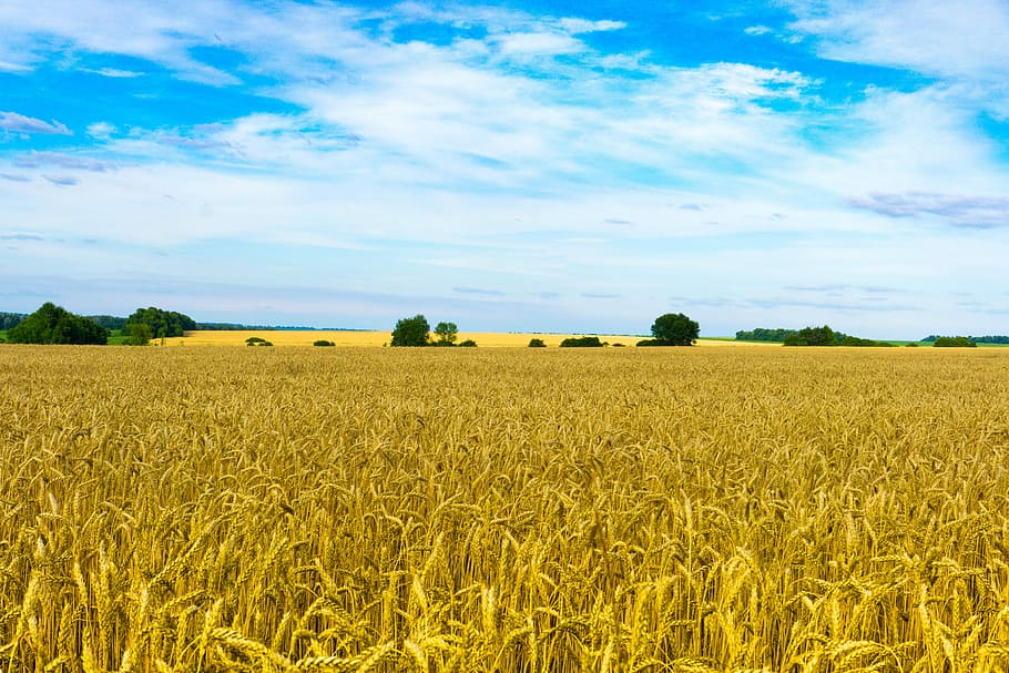 Field, Wheat, Sky, Nature, Agriculture, kolos, crops, bread HD wallpaper